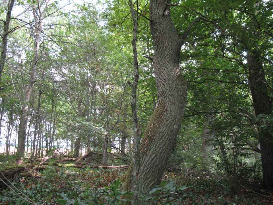 oak wood